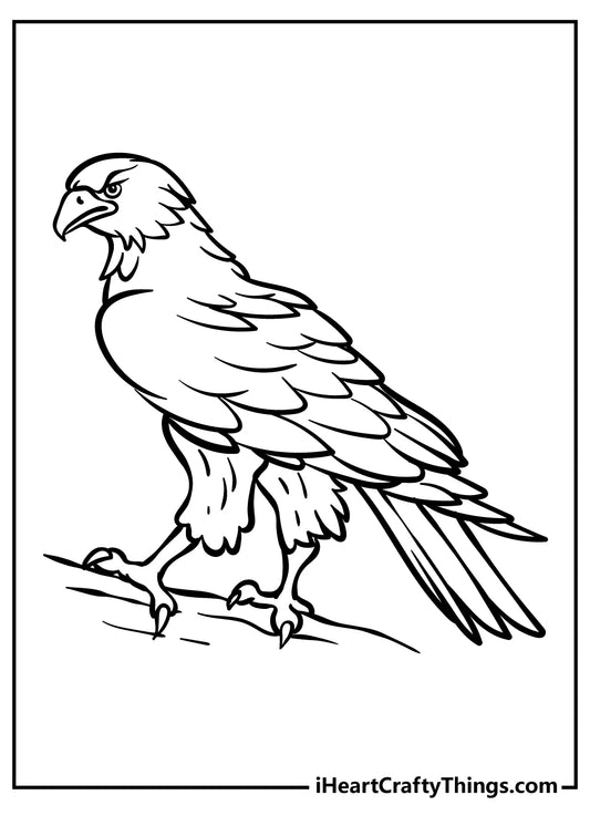 Hawk Coloring Book - 15 pages