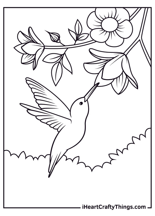 Hummingbird Coloring Book - 15 pages