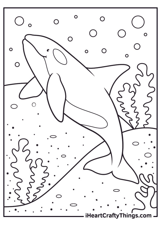 Killer Whale Coloring Book - 15 pages