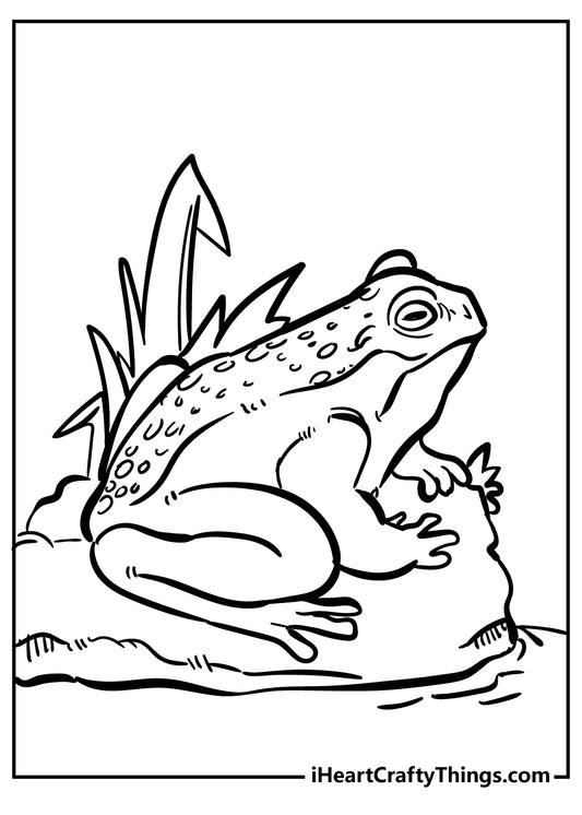 Toad Coloring Book - 15 pages